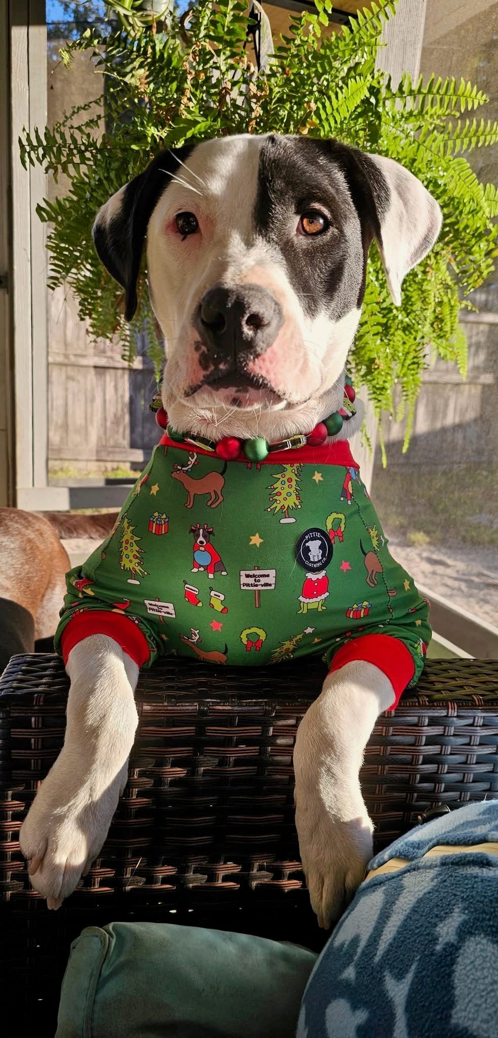 *PRE-ORDER* How the Pittie Stole Christmas- Green Pitbull Pajamas