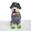 Ruff Ruff Pass Pitbull Pajamas
