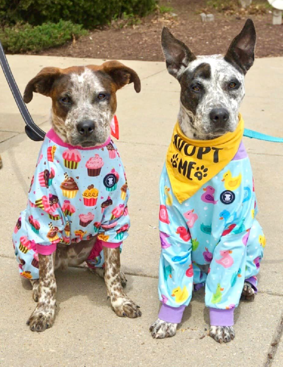 Purple 'So Ducking Cute' Pit bull Tees