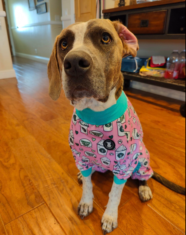 'Brews before Chews' Pit bull Pajamas- Pink
